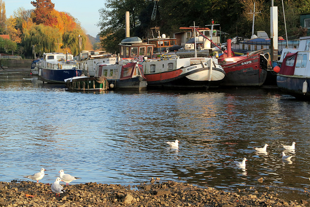 IMG 0480-001-Eel Pie Island 2