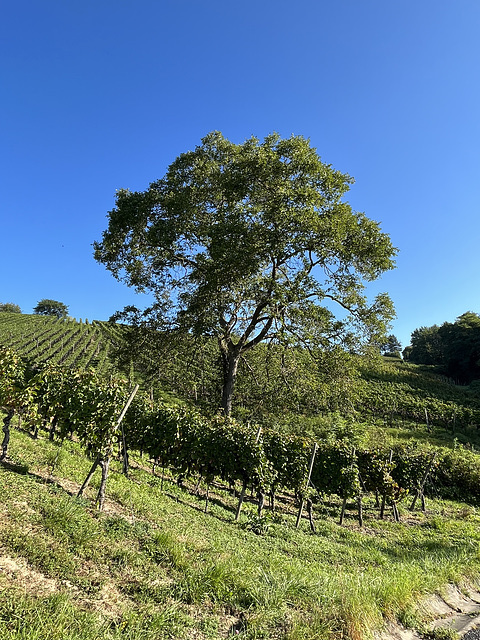 Weinberge im September