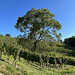 Weinberge im September