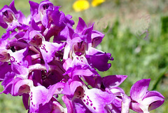 Orchidée d'Auvergne.