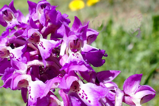 Orchidée d'Auvergne.