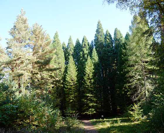 Bulgaria, Yuchbunar Sequoia Grove with the Century-Old Trees