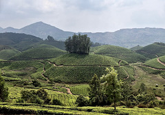 Tea plantations in Munnar.