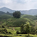 Tea plantations in Munnar.