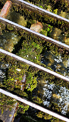 Moos gerahmt Moos gerahmt