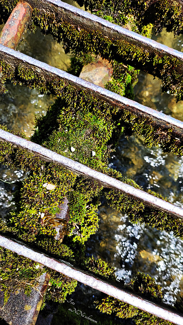 Moos gerahmt Moos gerahmt