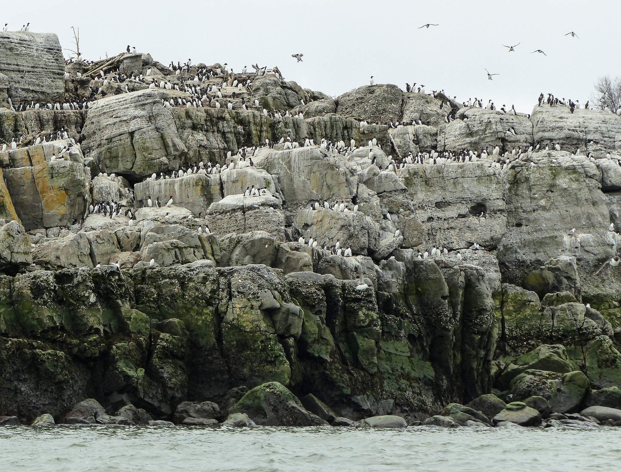 Day 11, Razorbills & Common Murres, Brandy Pot Islands