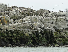 Day 11, Razorbills & Common Murres, Brandy Pot Islands