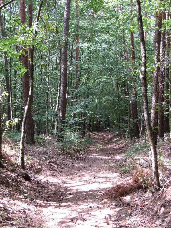 Waldweg