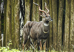 20210709 1596CPw [D~OS] Kleiner Kudu, Zoo Osnabrück