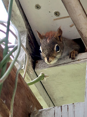 Little Squirrel 3