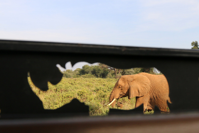 Rhino view