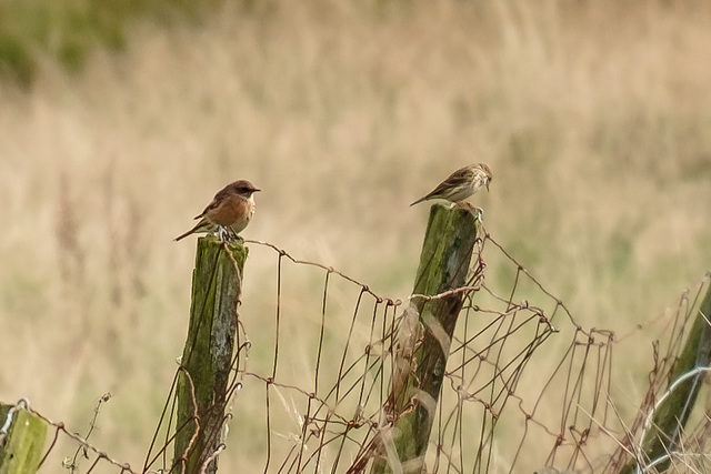 Stonechat and Meadow Pipits