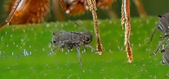 Wir werden hier sehr gut beschützt von den Ameisen :)) We are very well protected here by the ants :)) Nous sommes très bien protégés ici par les fourmis :))
