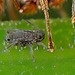 Wir werden hier sehr gut beschützt von den Ameisen :)) We are very well protected here by the ants :)) Nous sommes très bien protégés ici par les fourmis :))