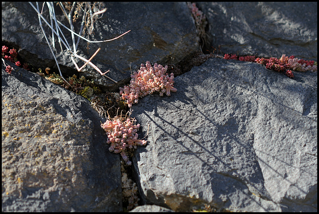 Sedum dasyphyllum