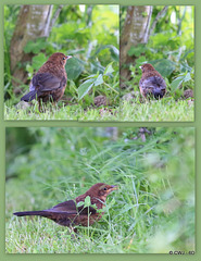 My life in the hedgerow - semi-tame female blackbird who greets me on my rounds of the pond