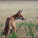 RENARD