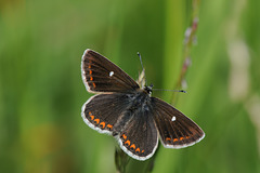 Northern Brown Argus butterfly