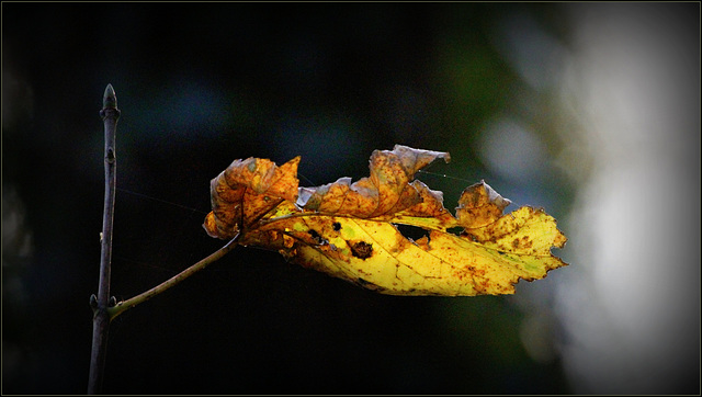 Très attachée à sa branche :-)