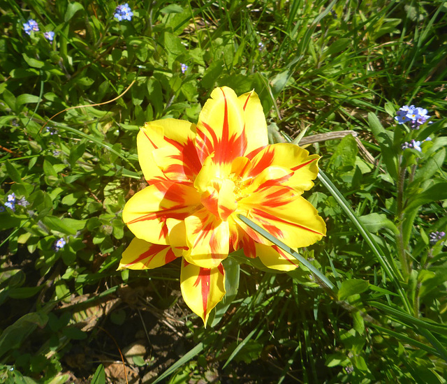 - Gruß vom Frühling im Elbtal -