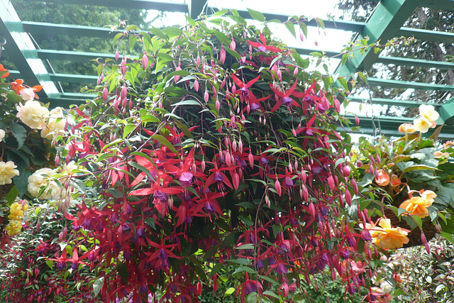 Fuchsias At The Butchart Gardens