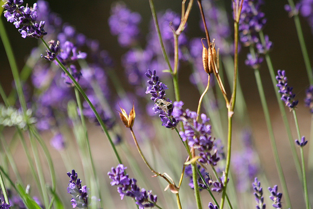 Abeille dans les lavandes