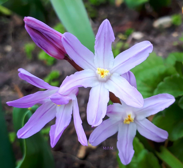 Belle couleur*****************