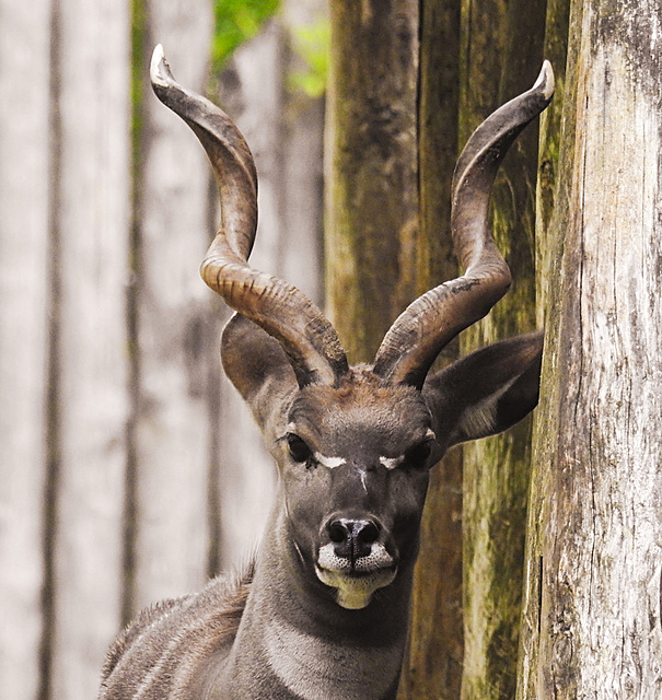 20210709 1599CPw [D~OS] Kleiner Kudu, Zoo Osnabrück