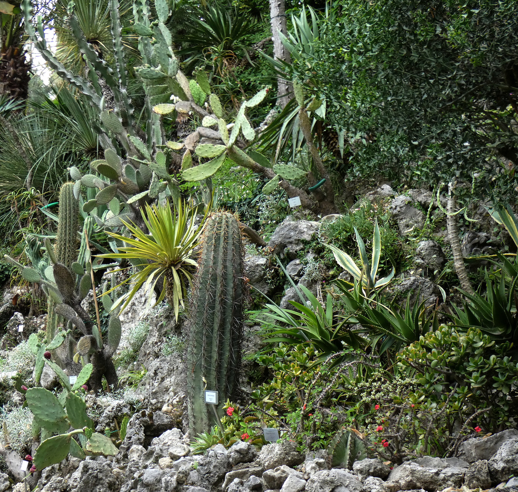 Villa Carlotta Gardens- Cacti and Succulents