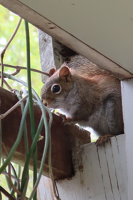 Little Squirrel 2