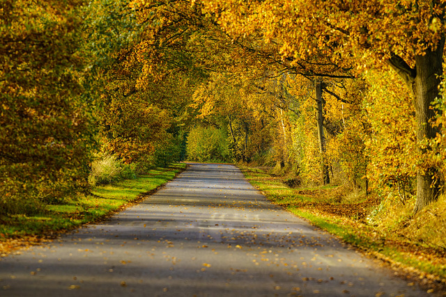 Herbstlicher Tunnel