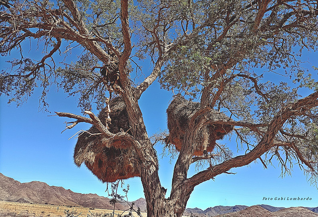 Weaver birds nests in Namibia