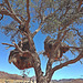Weaver birds nests in Namibia Weaver birds nests in Namibia