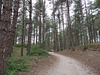 La pinède du parc du Marquenterre (80)