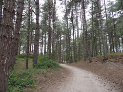 La pinède du parc du Marquenterre (80)