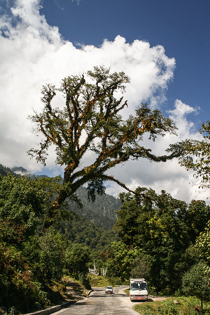 Dochula road