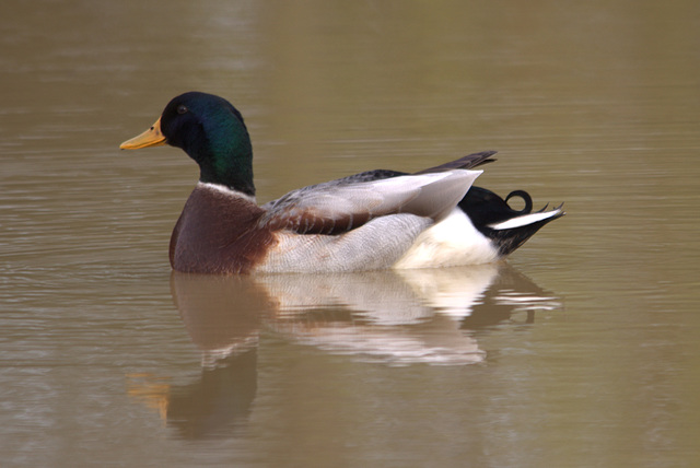 le compagnon de la cane qui couve