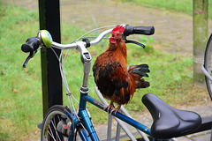 Rooster bicycle