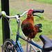 Rooster bicycle