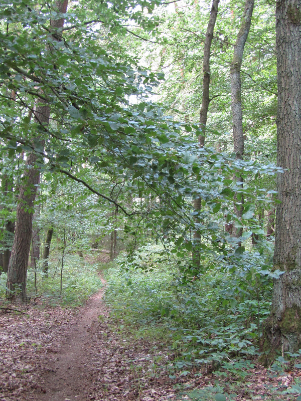 Waldweg