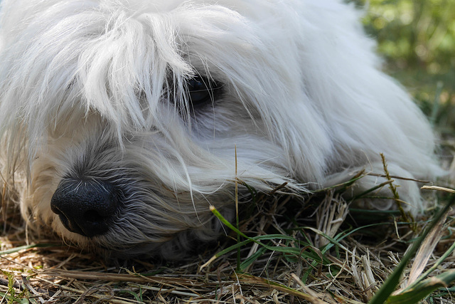 ... le boubou