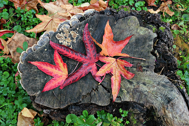 Herbstfarben