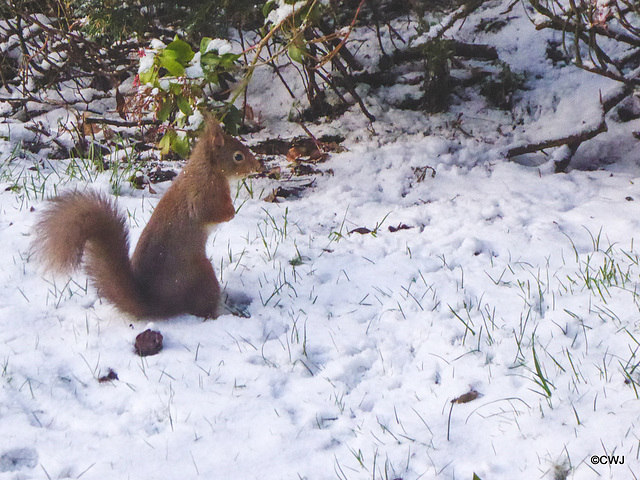 Where did I hide those nuts?