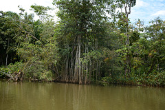 Guatemala, Aerial Roots of Coastal Plants in the Chocón Machacas Protected Biotope