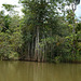 Guatemala, Aerial Roots of Coastal Plants in the Chocón Machacas Protected Biotope