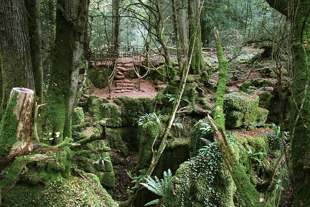 Puzzlewood