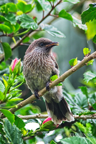 Juvenile Wattlebird