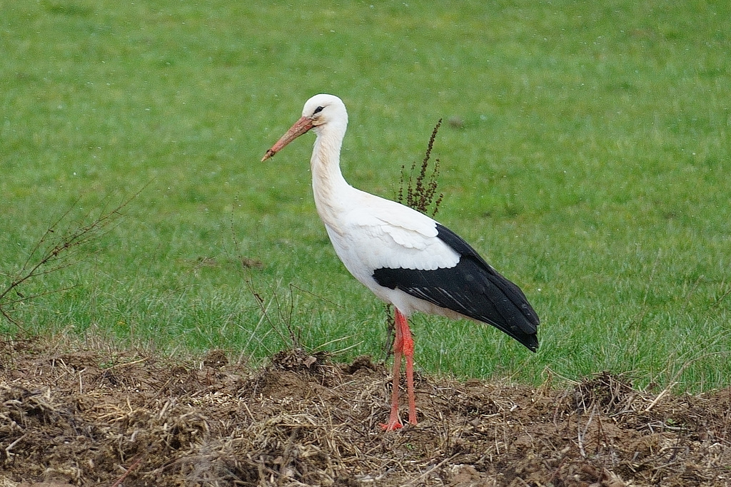 Auf der Jagd