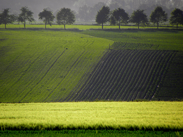 border landscape ,netherlands start by the trees